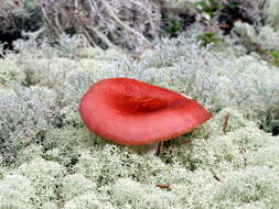 Image of Reindeer lichen