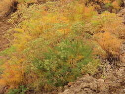 Image of Suksdorf's desertparsley