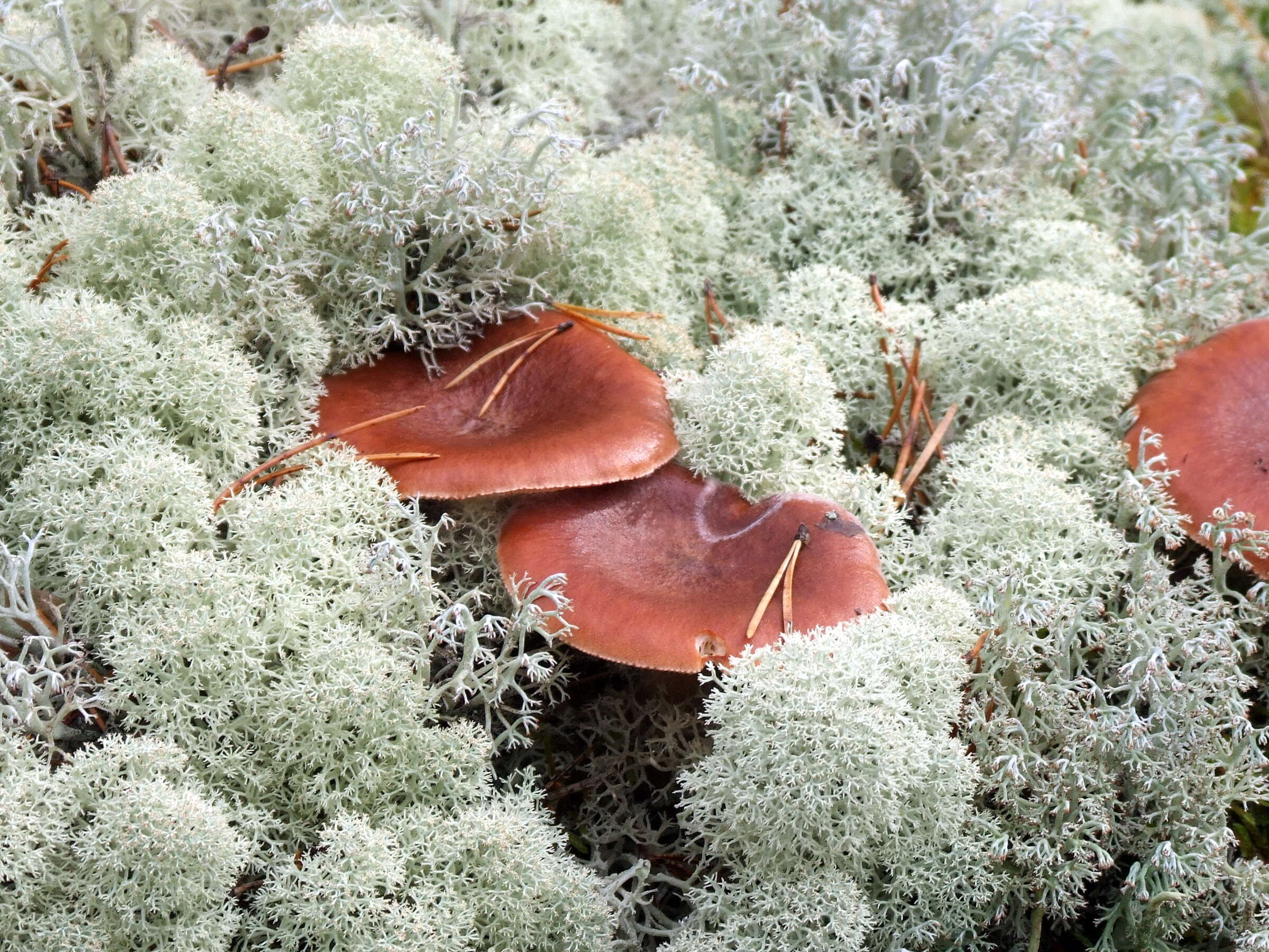 Image of Rufous Milkcap