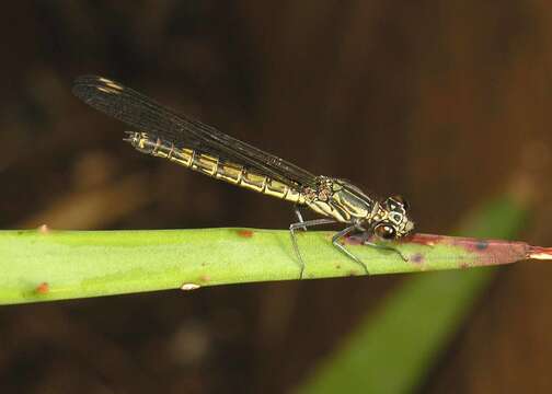 Image of Dancing Jewel