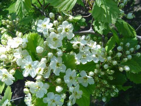 Image of Quebec hawthorn