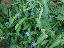 Image of Commelina auriculata Blume