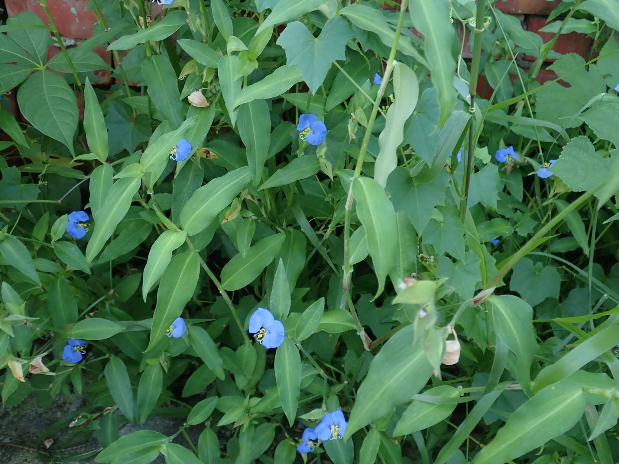 Image of Commelina auriculata Blume