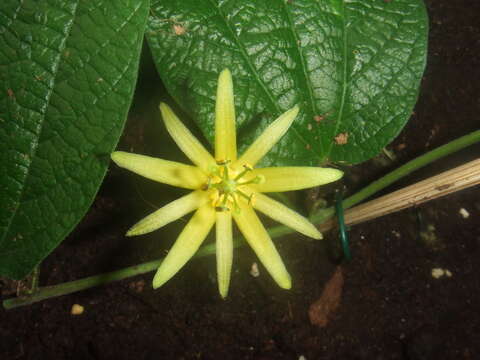 Image of citrus-yellow passion flower