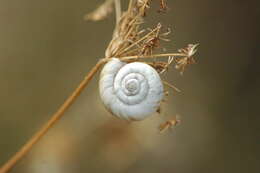 Image of Heath Snail