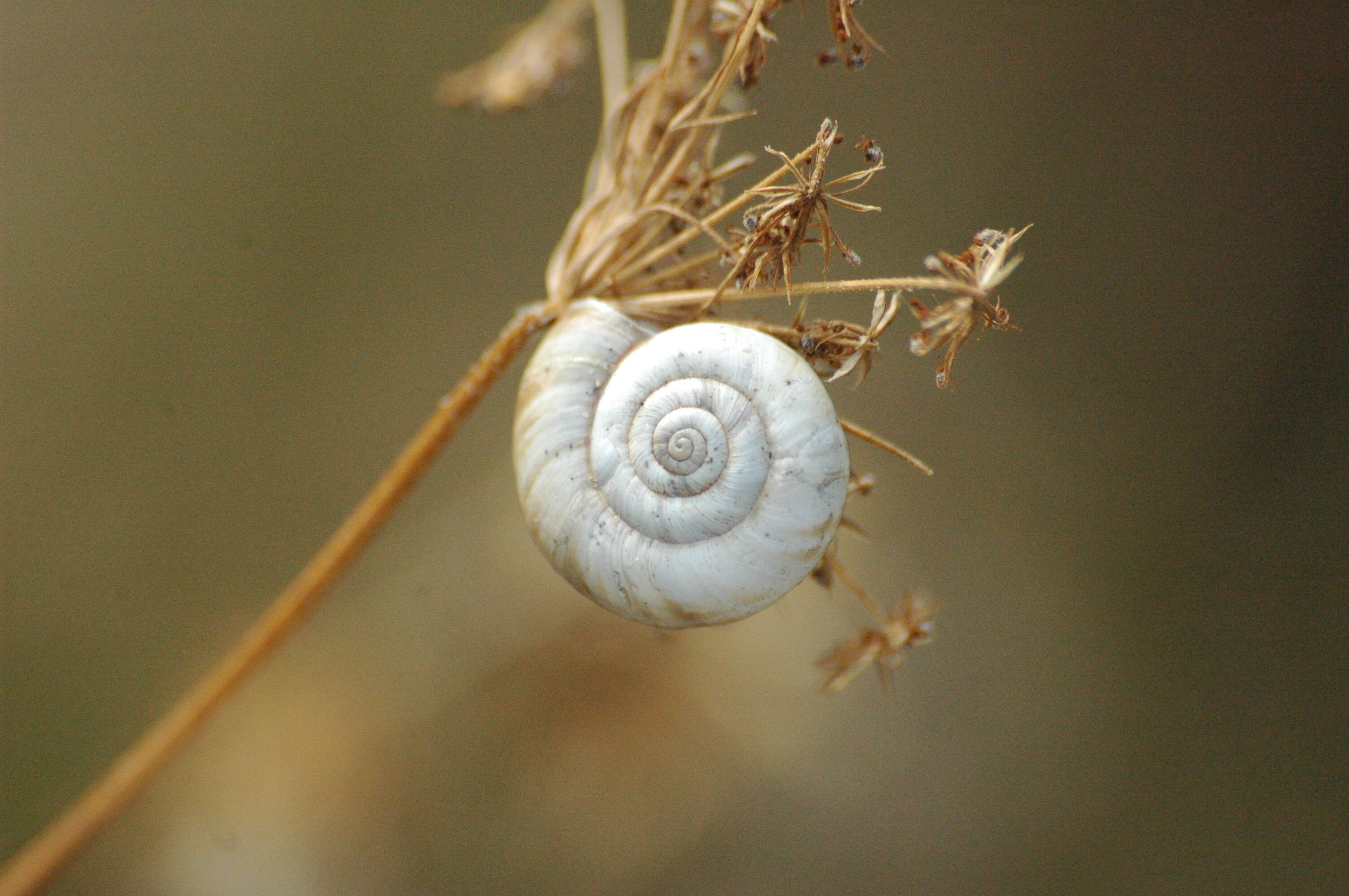 Image of Heath Snail