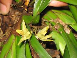 Maxillaria crassifolia (Lindl.) Rchb. fil.的圖片