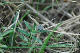 Plancia ëd Vanessa cardui