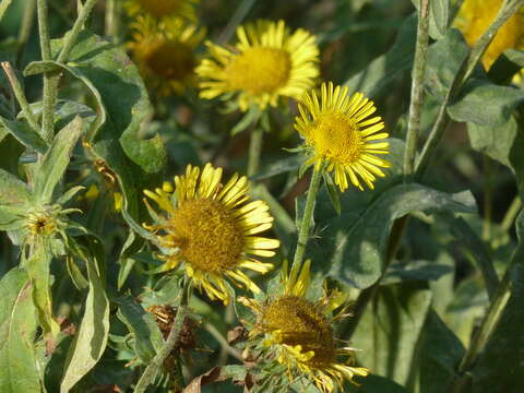 Image of British yellowhead