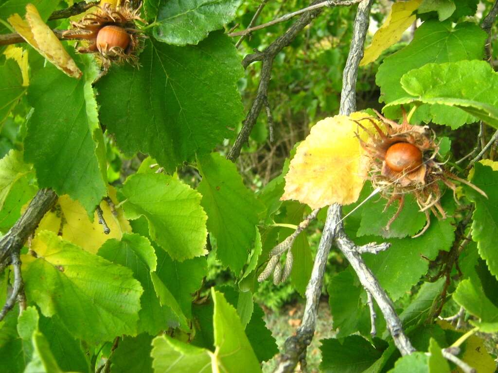 Image of Turkish Hazel