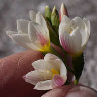 Image of Geissorhiza hispidula (R. C. Foster) Goldblatt