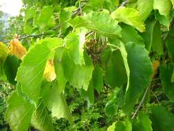 Image of Turkish Hazel