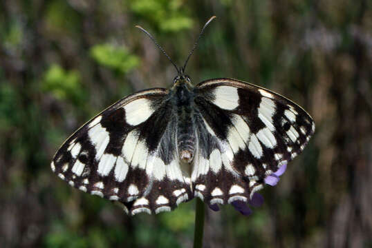 Image of marbled white