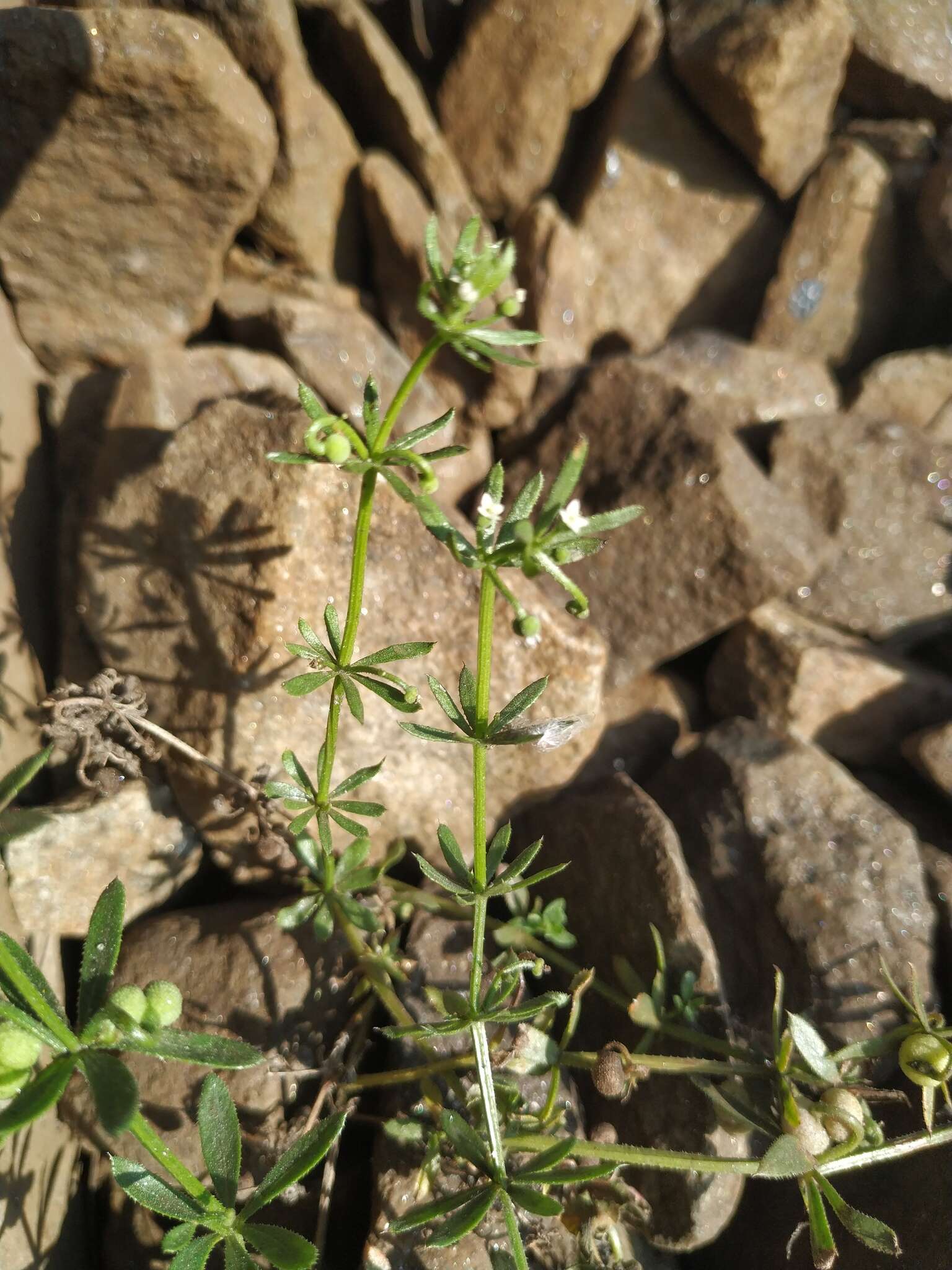 Plancia ëd Galium tricornutum Dandy