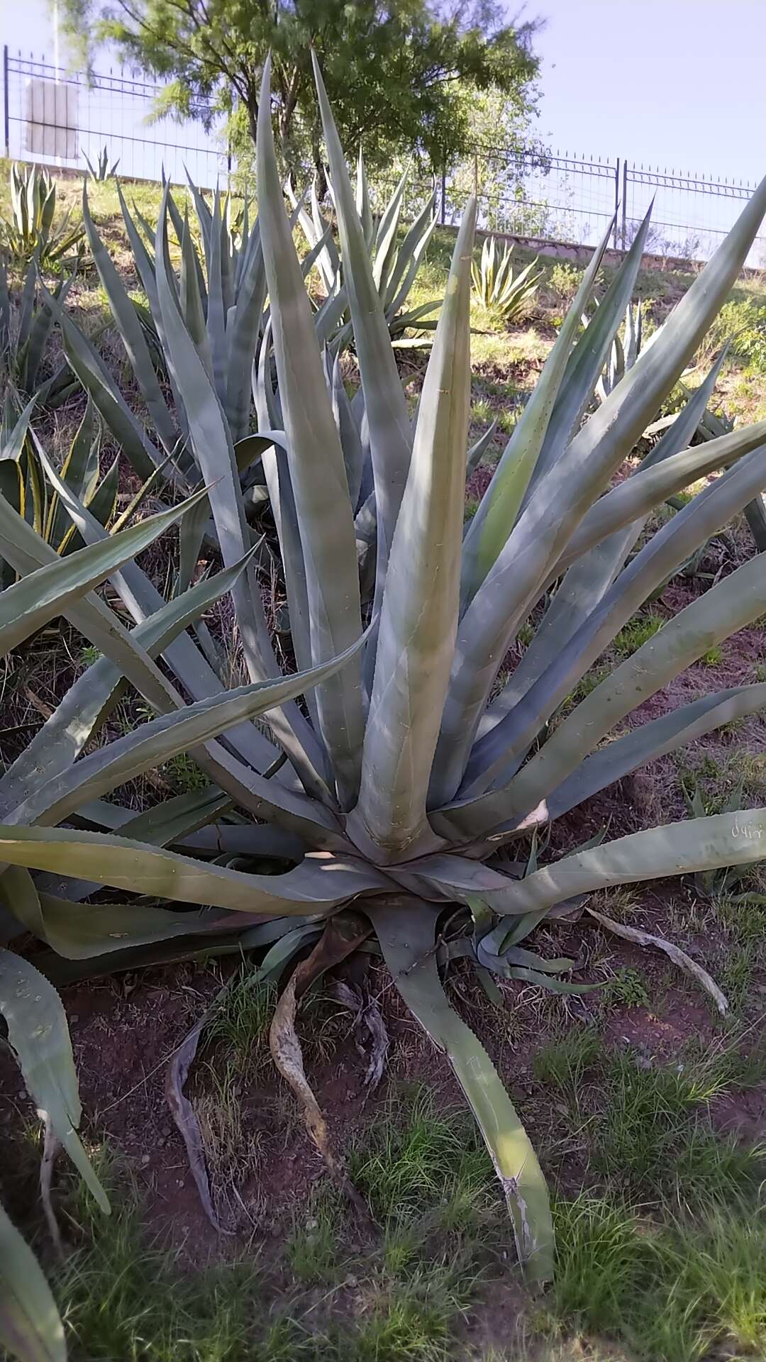 Image of Agave mapisaga Trel.