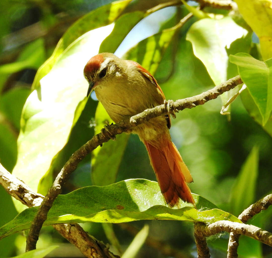 Image of Pallid Spinetail