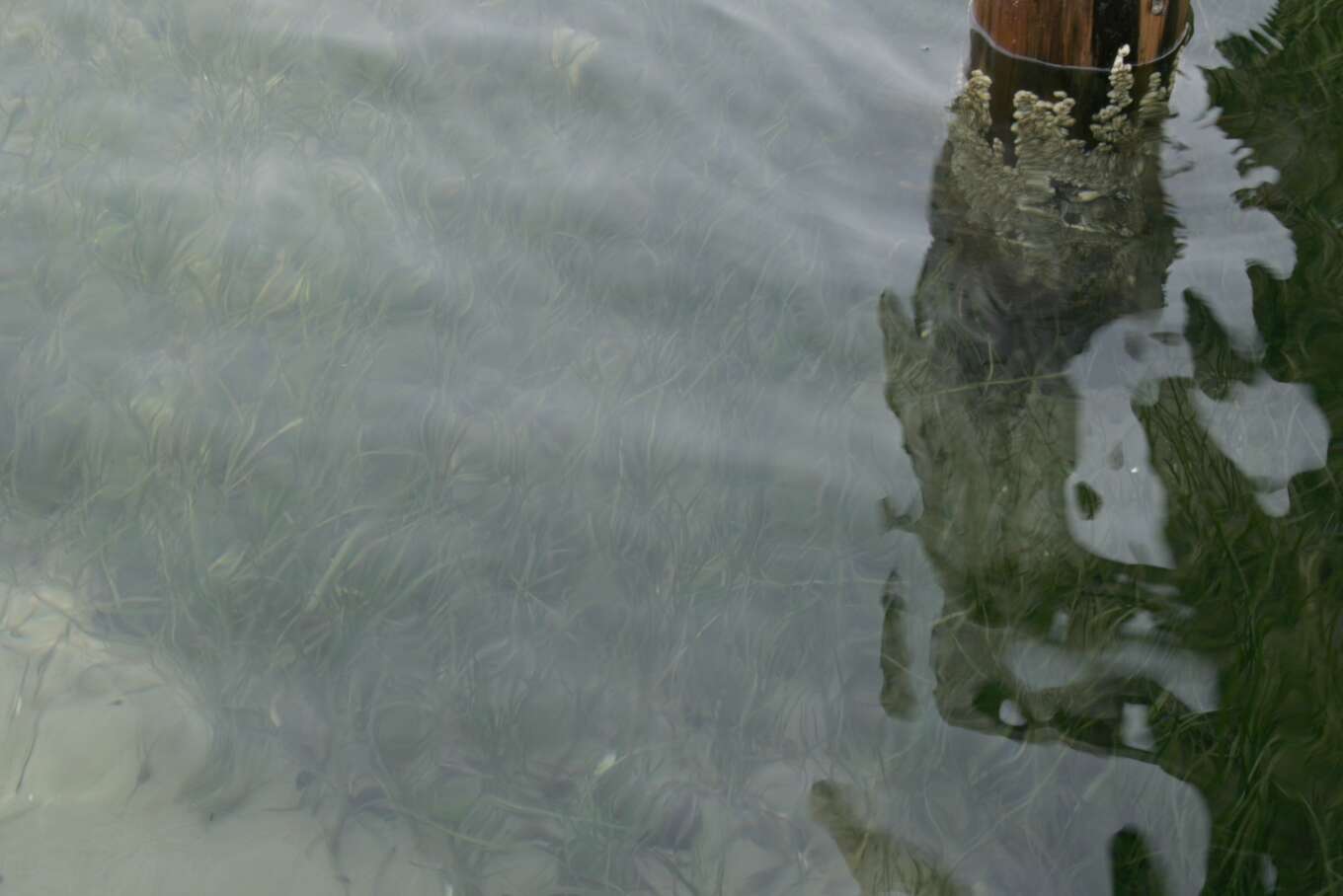 Image of Eelgrass