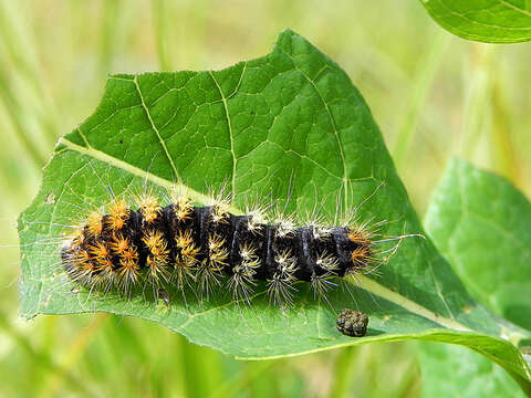 Image of Impressed Dagger Moth