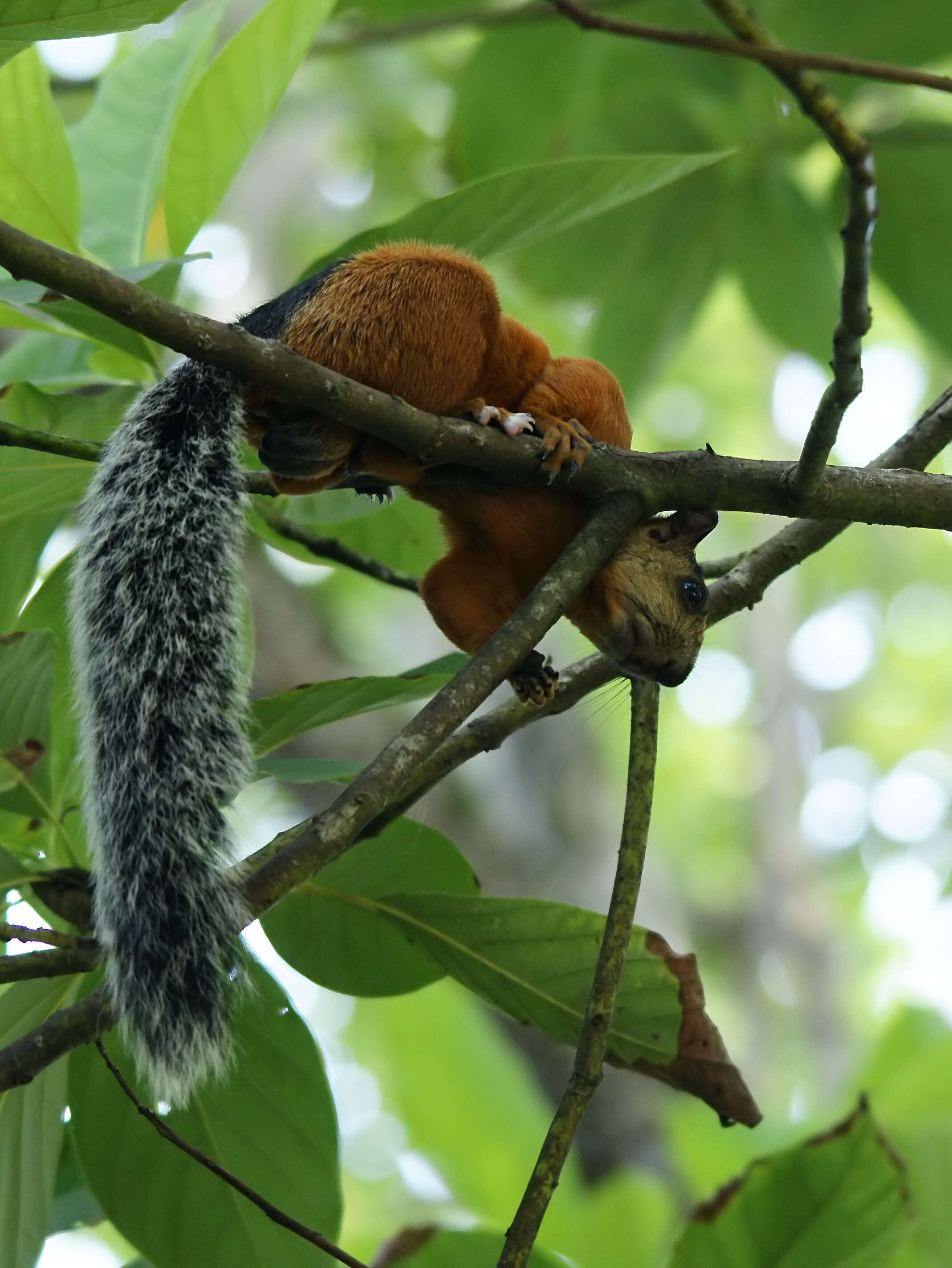 Image of Variegated Squirrel