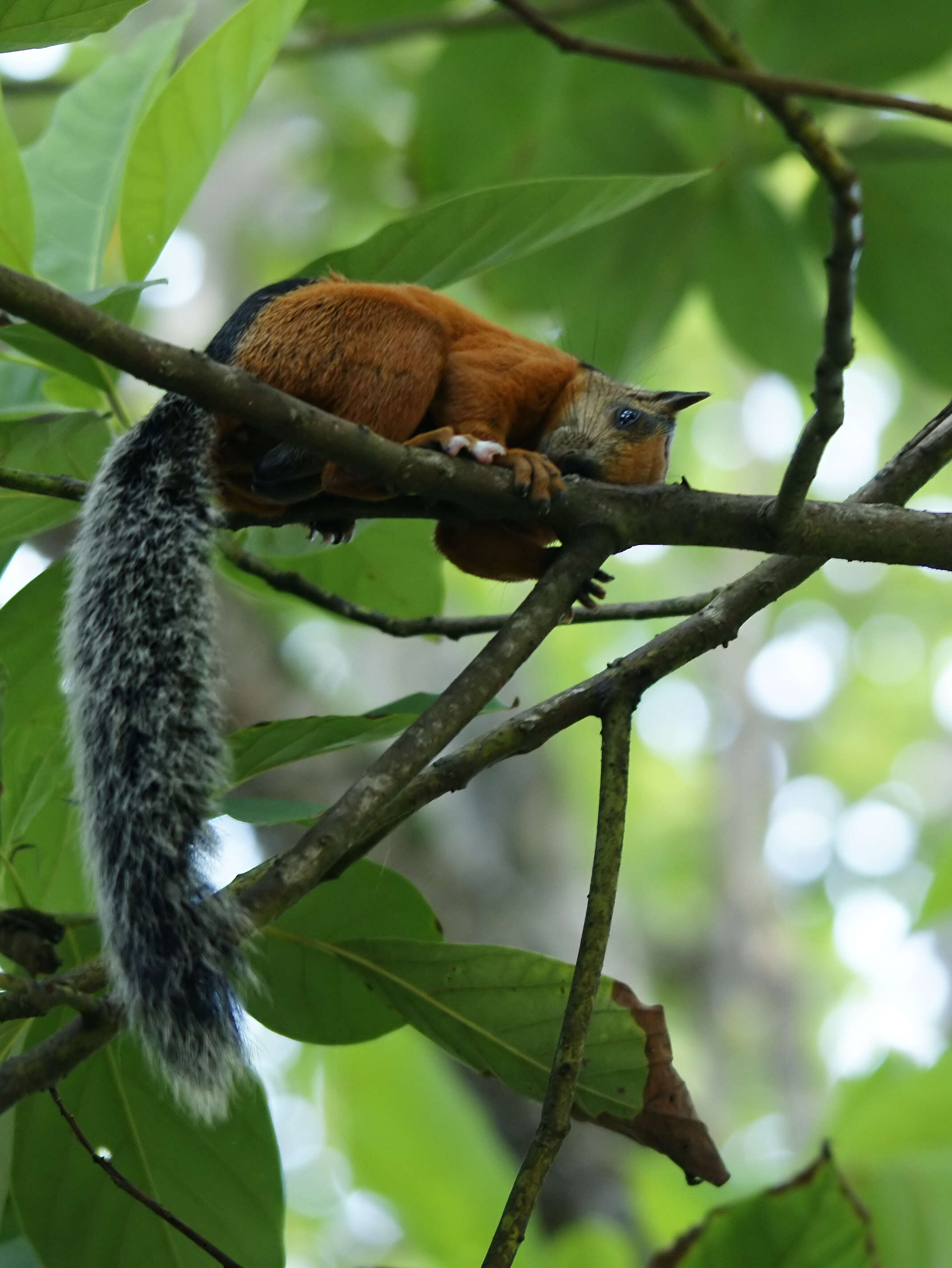 Image of Variegated Squirrel