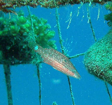 Image of Mental Wrasse