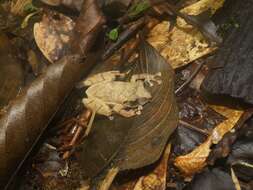 Image of Banded Robber Frog