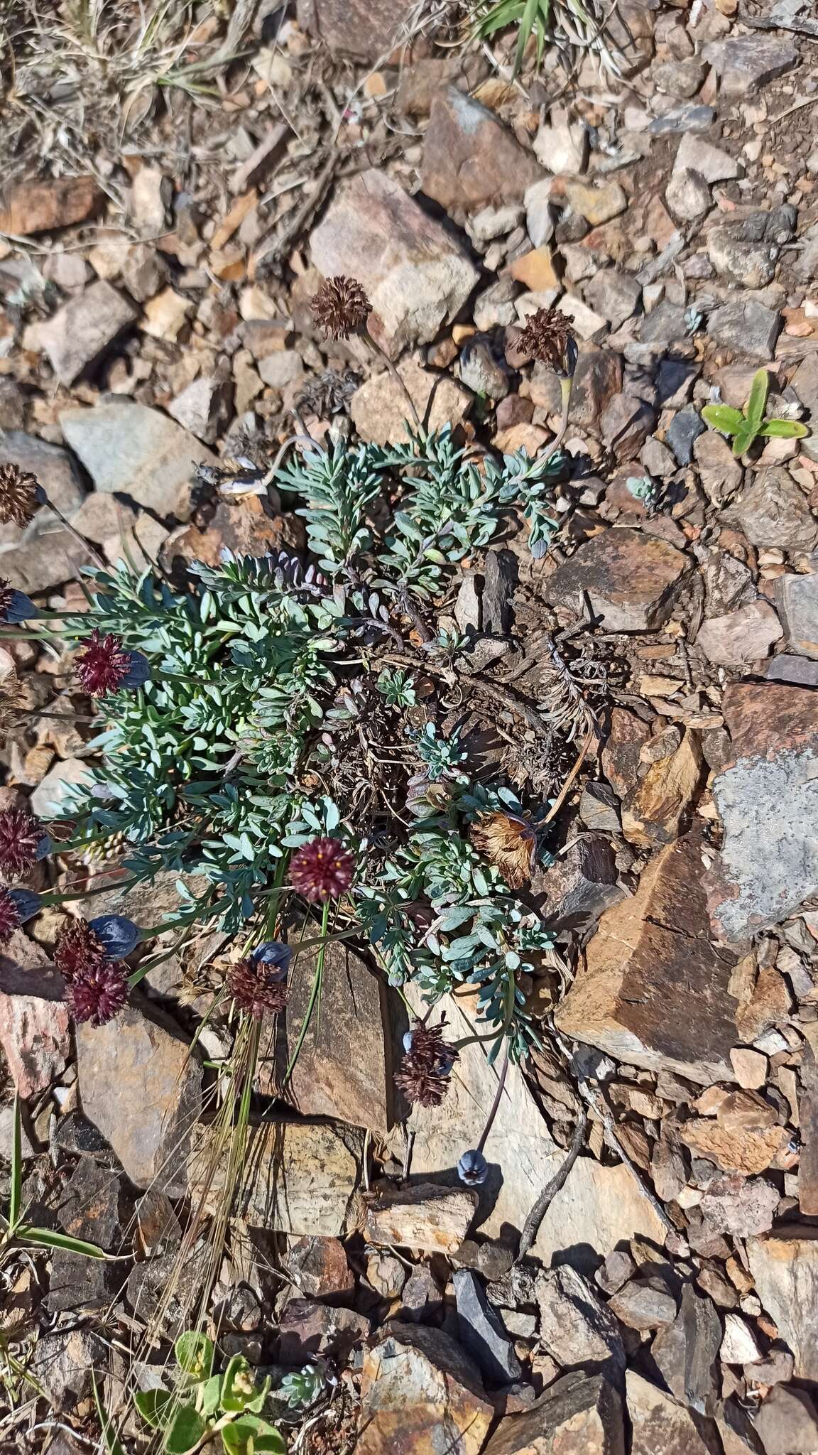 Image of Porophyllum linifolium (Ard.) DC.