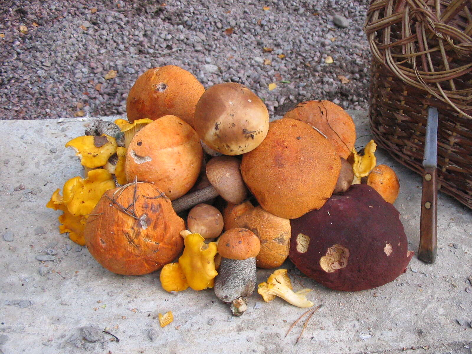 Image of Leccinum scabrum (Bull.) Gray 1821