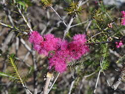 Image de Melaleuca wilsonii F. Müll.