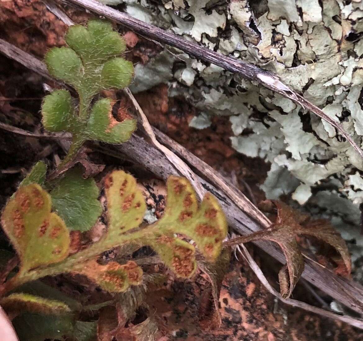 Sivun Asplenium subglandulosum (Hook. & Grev.) Salvo, Prada & T. E. Diaz kuva