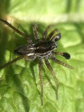 Image of Wolf spider