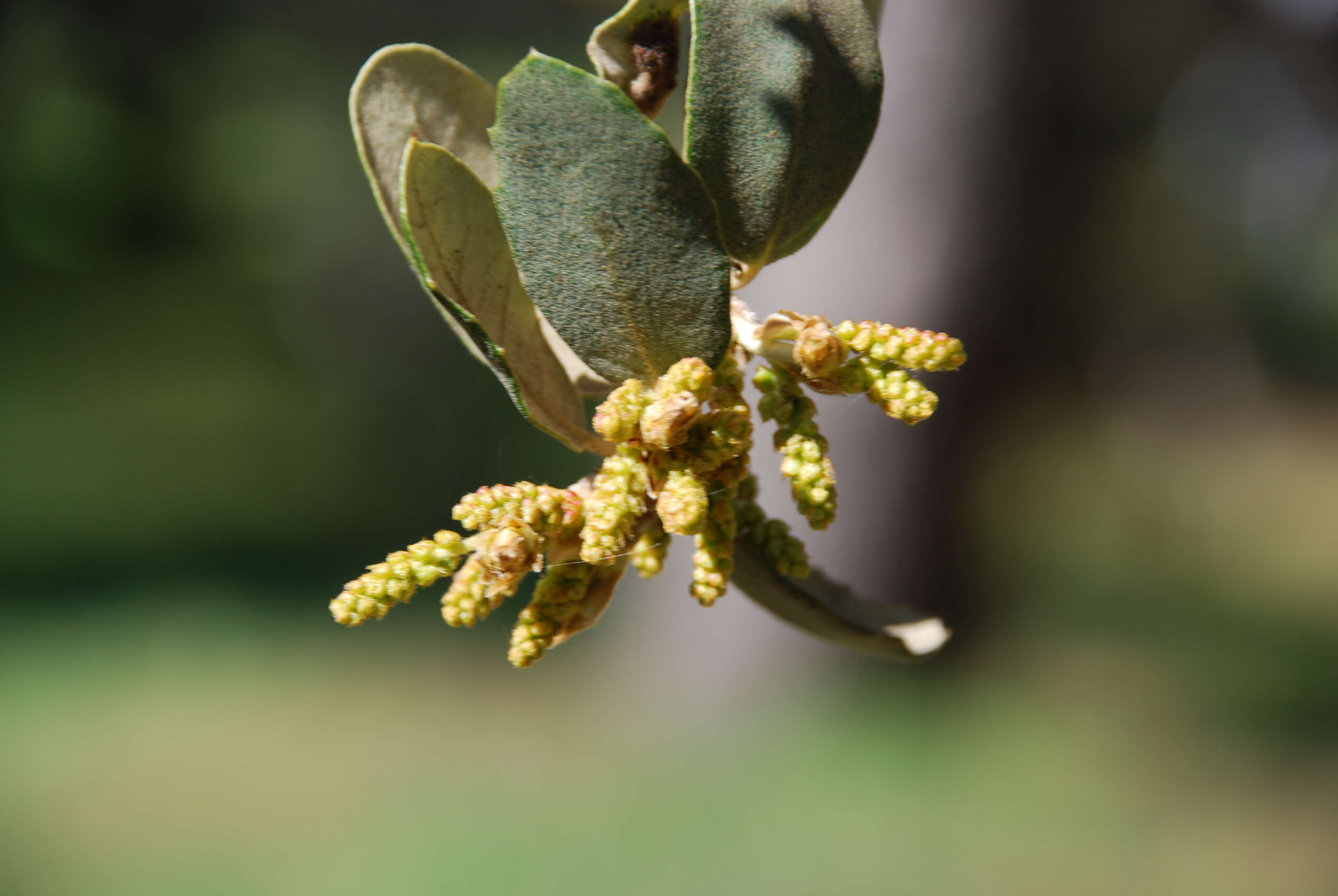 Image of Holm Oak