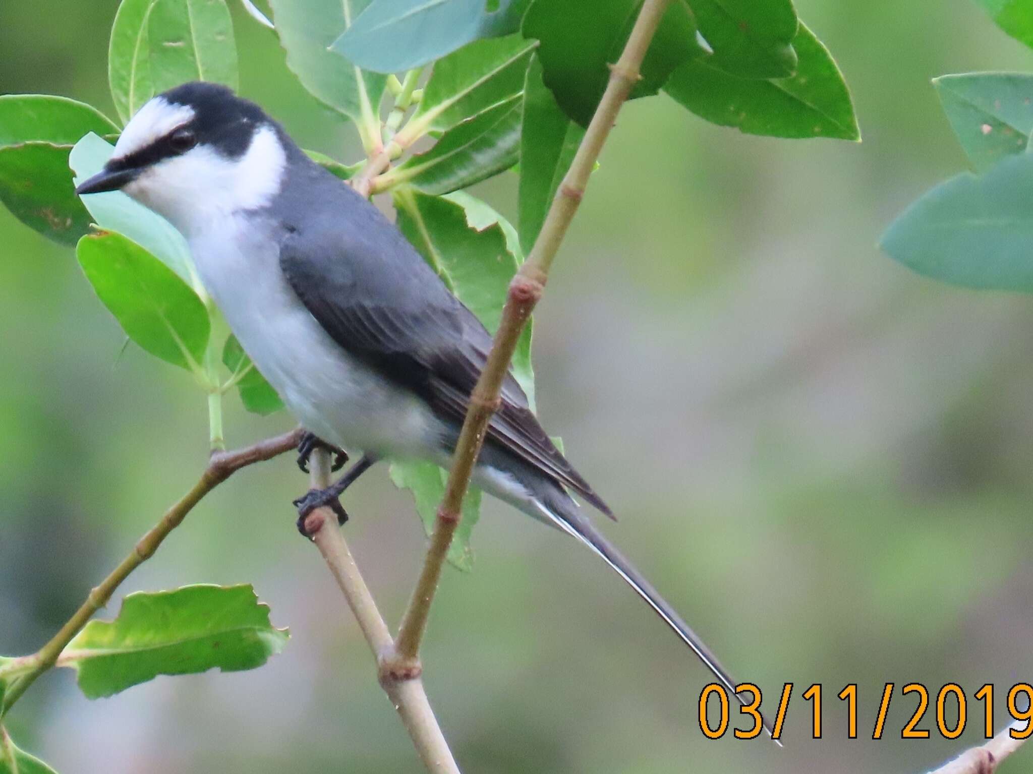 Image of Ashy Minivet