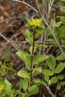 Image of Phedimus litoralis (Kom.) H. 't Hart