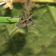 Image of Wolf spider