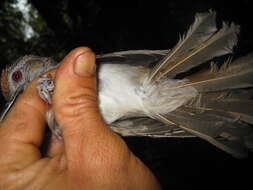 Image of Rufous-crowned Babbler