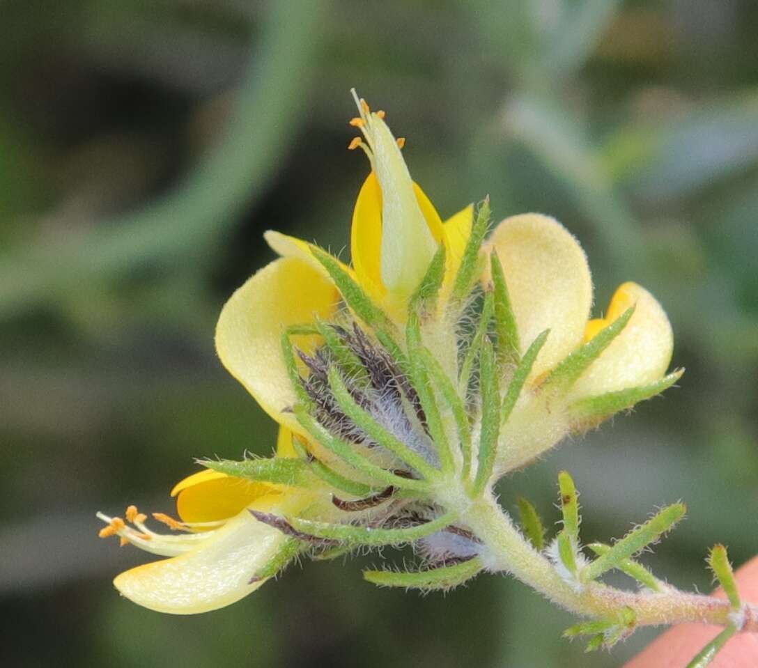 Image of Aspalathus asparagoides L. fil.