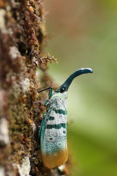 Image de Pyrops heringi (Schmidt 1905)