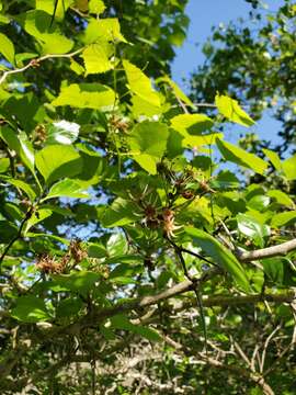 Image of Tracy's hawthorn