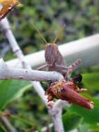 Image of egyptian grasshopper, tree locust