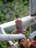 Image of egyptian grasshopper, tree locust