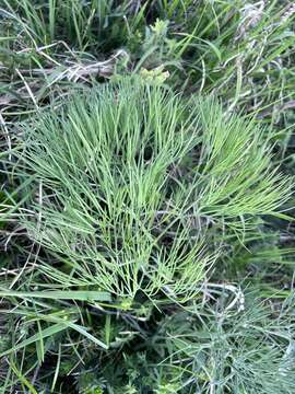 صورة Peucedanum longifolium Waldst. & Kit.