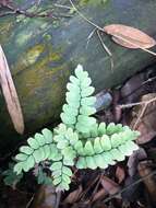 Adiantum flabellulatum L.的圖片