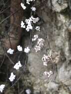 Image of hairy false cloak fern