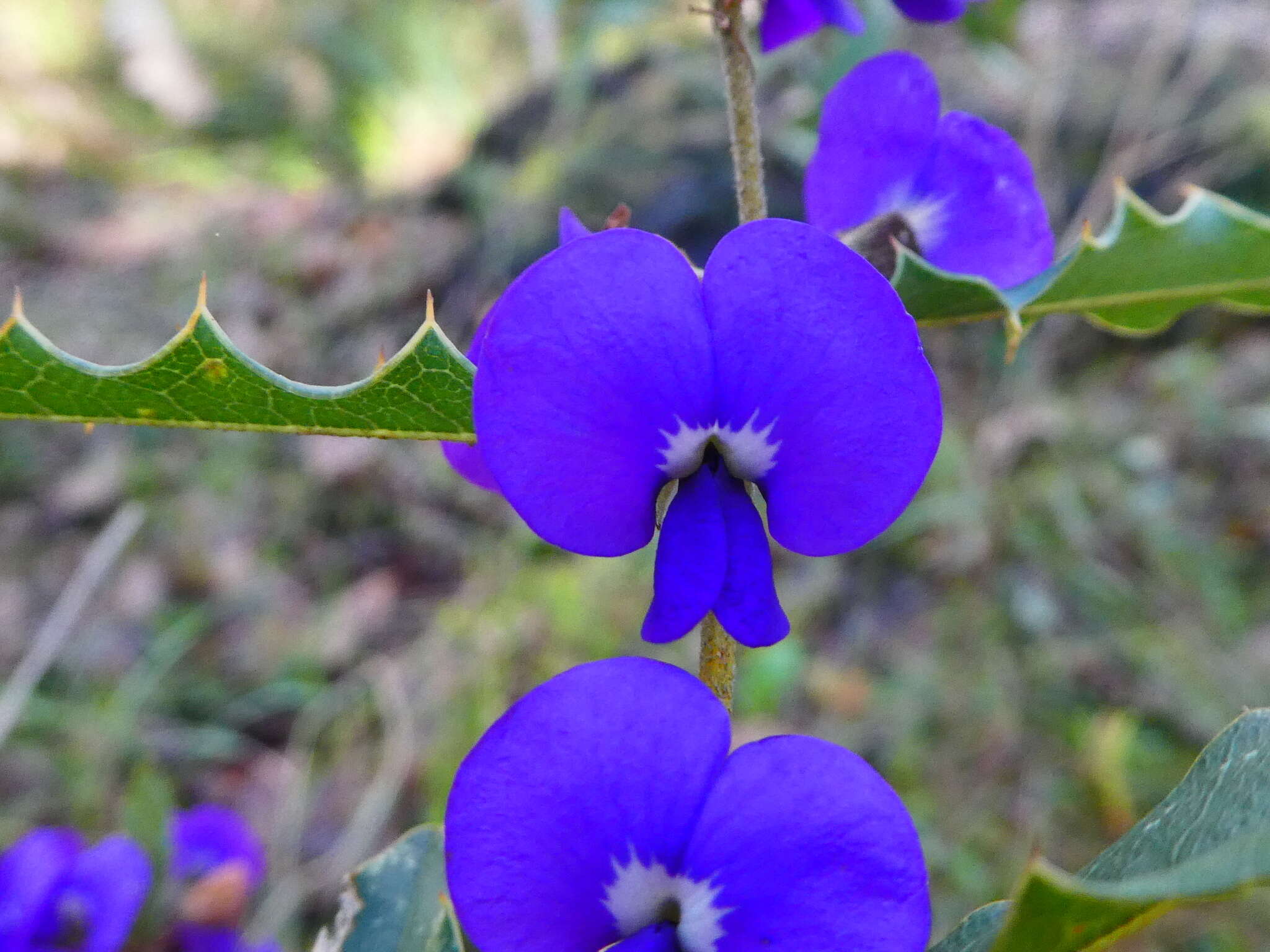 Image of Holly-leaved Hovea