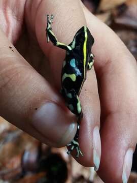 Image of Yellow-striped Poison Frog