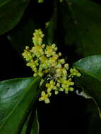 Image de Phoradendron racemosum (Aubl.) Krug & Urban