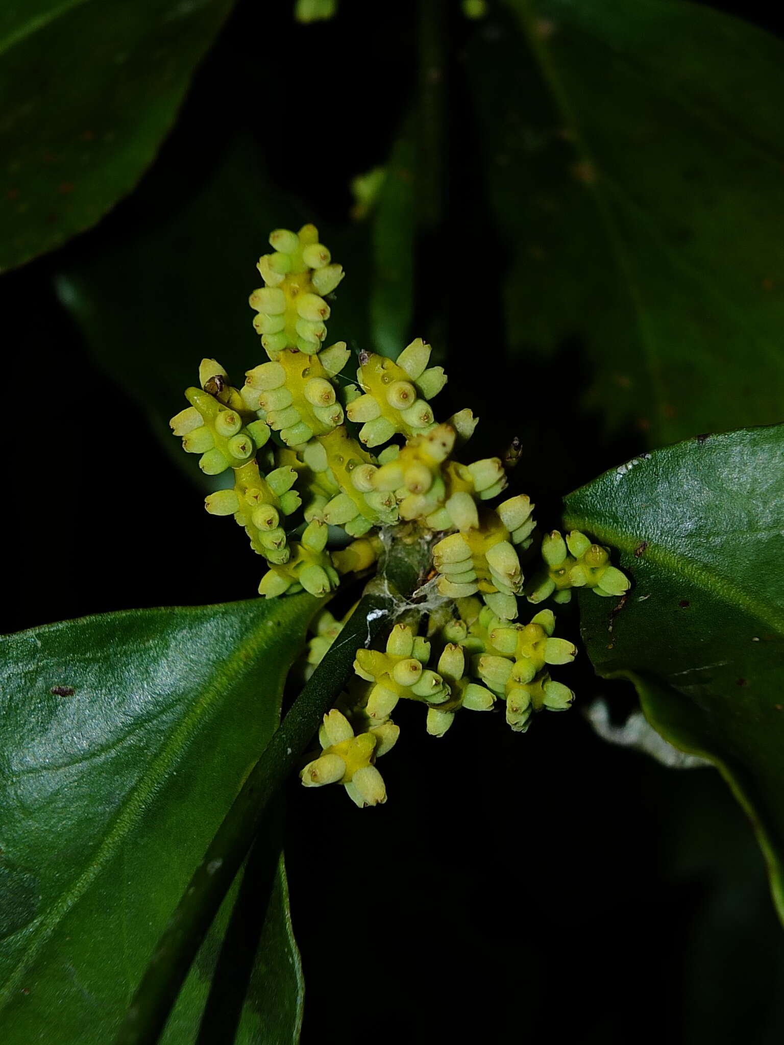 Image de Phoradendron racemosum (Aubl.) Krug & Urban