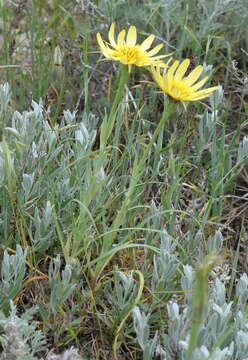 Image of Tragopogon pusillus M. Bieb.