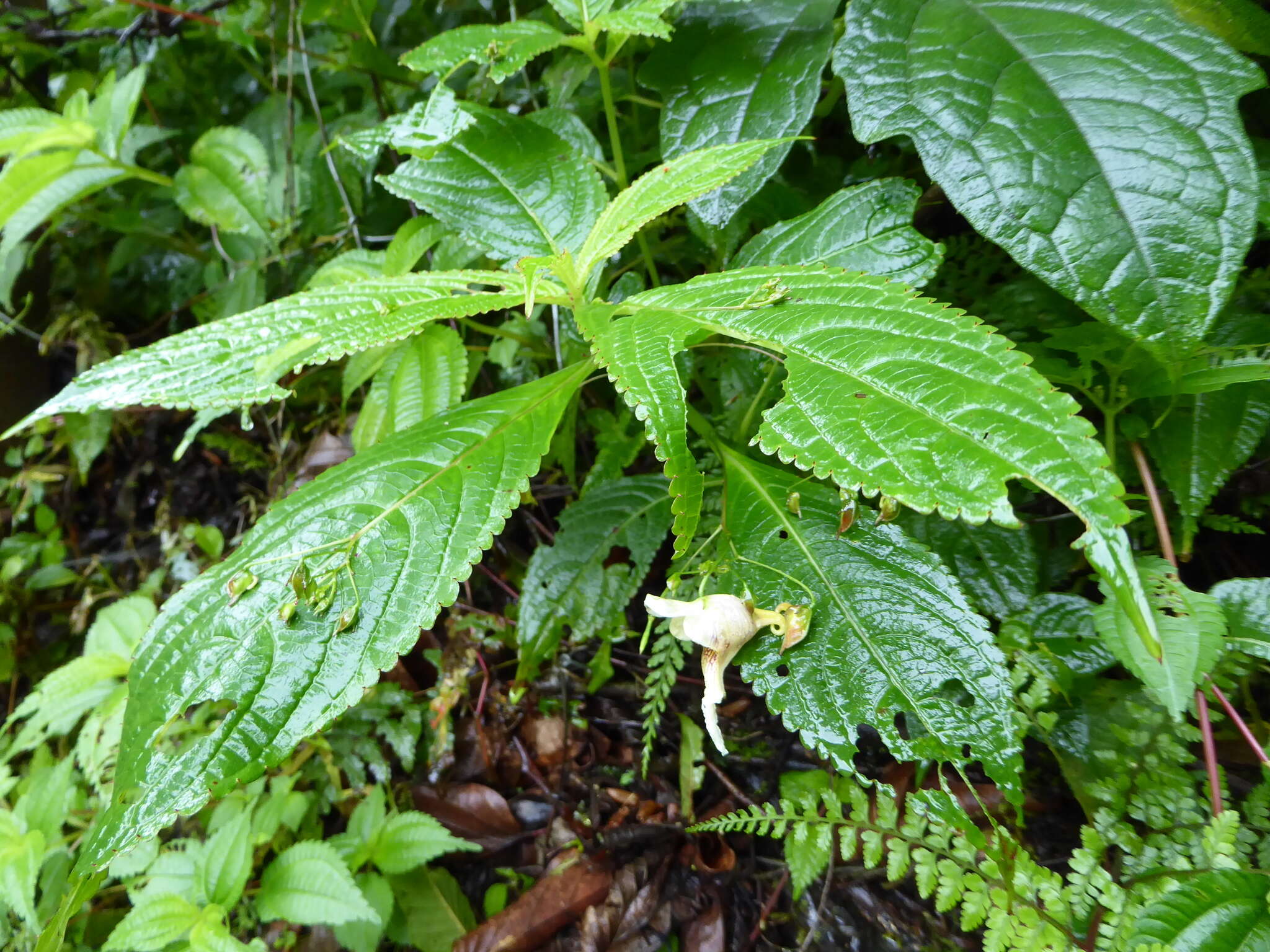 Impatiens urticifolia Wall. resmi